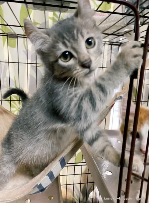 ID：2106-01295の子猫