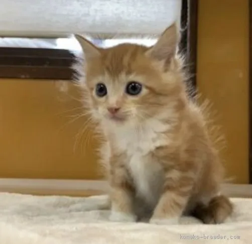 ID:1907-00208の子猫