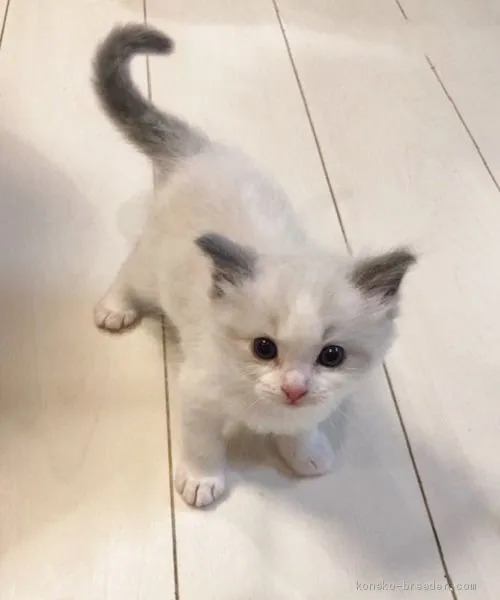 ID：2004-02485の子猫
