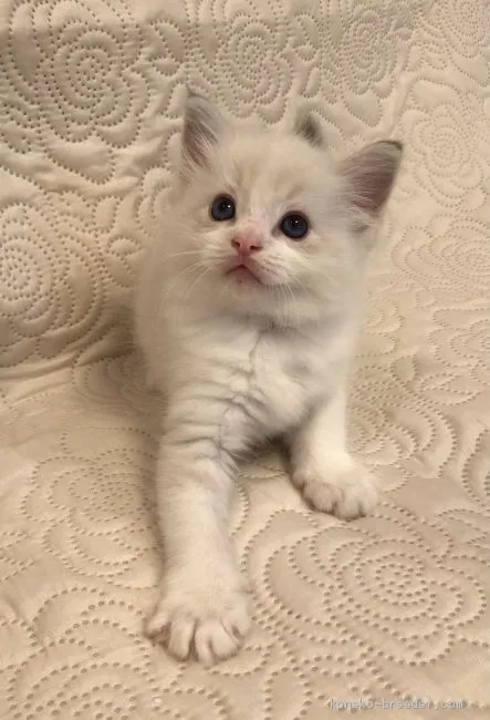 ID：2010-00739の子猫