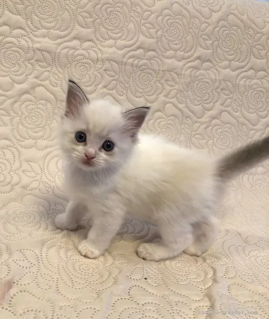 ID：2010-00720の子猫