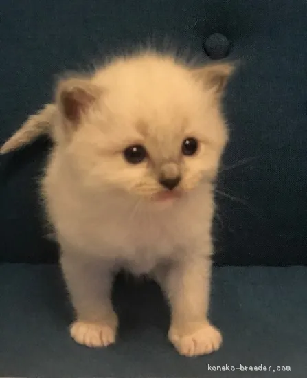 ID：2004-02482の子猫