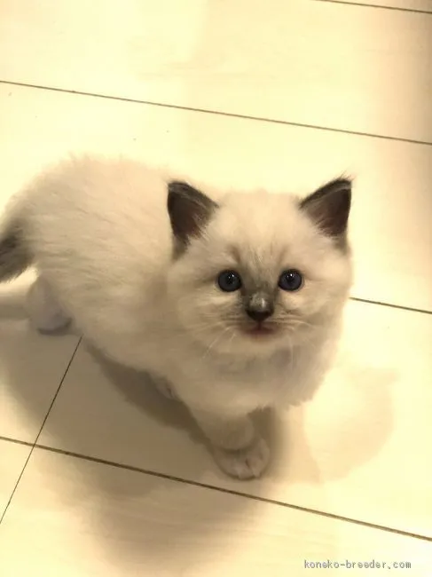 やまいちご 様のお迎えした子猫