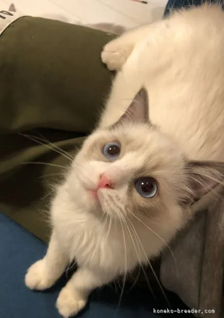 ID:2204-02343の子猫