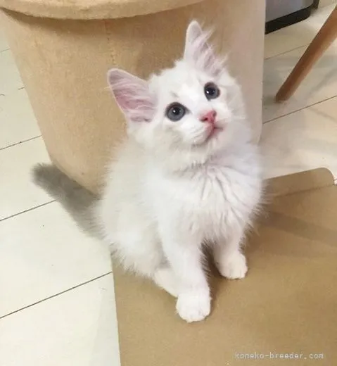 ID:2106-02643の子猫