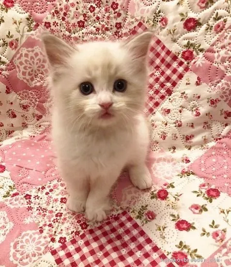 ID：2004-00355の子猫