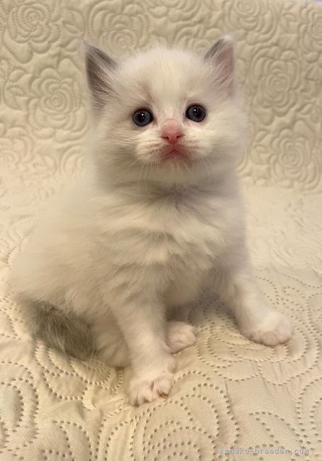 ラグドール 大分県 女の子 21年10月7日 ブルーポイント バイカラー 人懐っこい性格です みんなの子猫ブリーダー 子猫id 2111 ラグドール 大分県 女の子 21年10月7日 ブルーポイント バイカラー 人懐っこい性格です みんなの子猫ブリーダー 子猫id 2111
