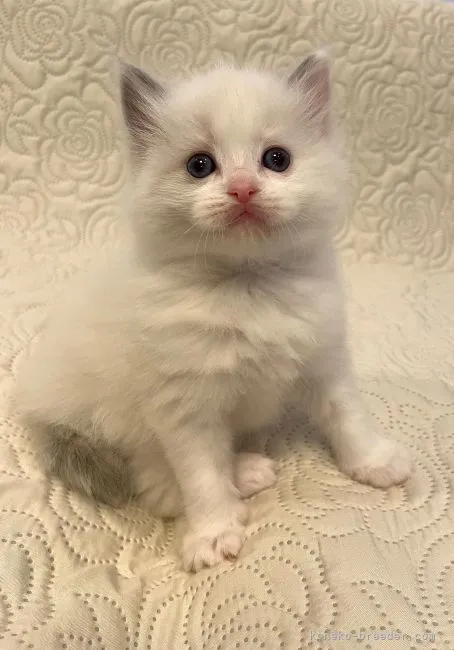 ID:2111-00623の子猫