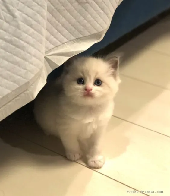 ID：2006-00827の子猫