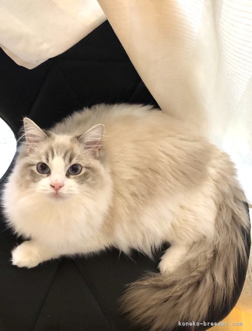 ラグドール【・女の子・2019年8月2日・ブルーリンクスポイントバイカラー】