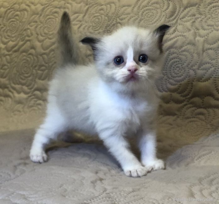 ラグドール 大分県 女の子 21年7月10日 シールポイントバイカラー もふもふの可愛い女の子 みんなの子猫ブリーダー 子猫 Id 2108