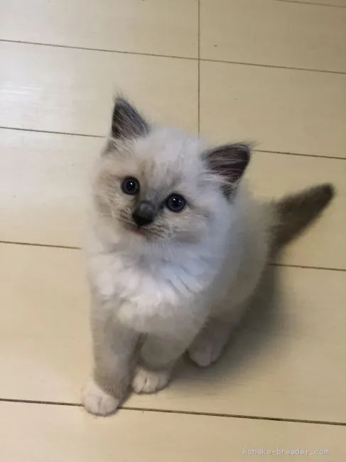 ID：2004-02481の子猫