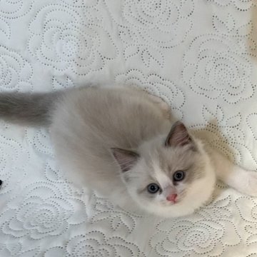ラグドール【大分県・男の子・2023年4月18日・ブルーポイントバイカラー】の写真「可愛いお顔男の子‪ꔛ‬♡‪」