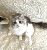 ラグドール【・女の子・2019年8月2日・ブルーリンクスポイントバイカラー】