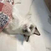 ラグドール【大分県・女の子・2025年7月10日・シールポイントバイカラー】の写真12