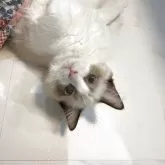 ラグドール【大分県・女の子・2025年7月10日・シールポイントバイカラー】の写真13