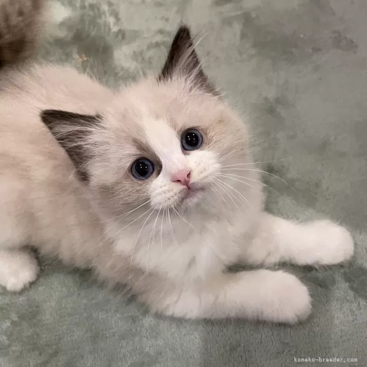 ID:2501-02465の子猫