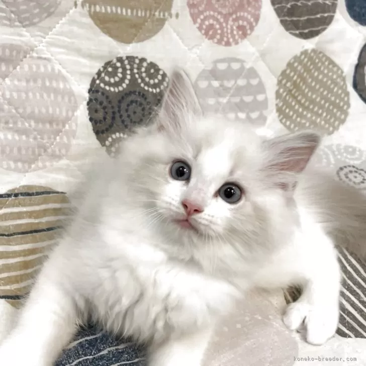 ラグドール【大分県・女の子・2025年7月1日・ブルーリンクスポイントバイカラー】の写真1