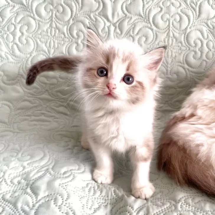 ID:2504-00714の子猫