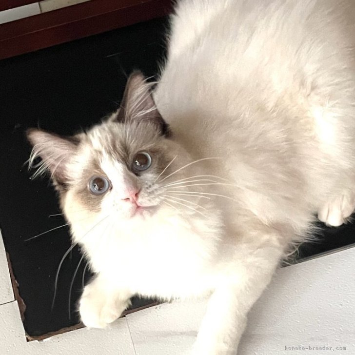 ブリーダー画像