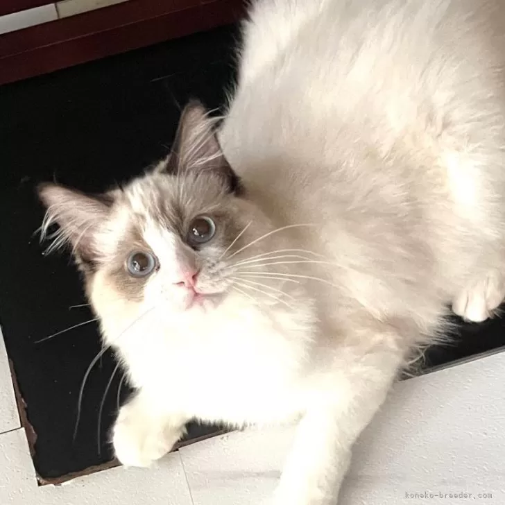 ラグドール【大分県・女の子・2025年7月10日・シールポイントバイカラー】の写真1