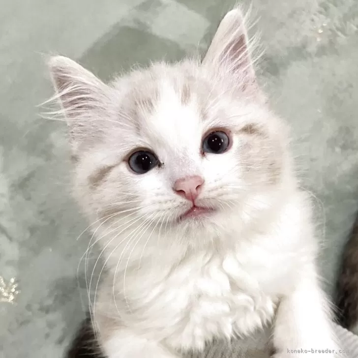 ID：2504-03455の子猫