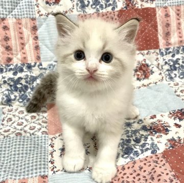 ラグドール【大分県・男の子・2025年10月3日・シールリンクスポイントバイカラー】の写真「キュートな体格」