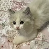 ラグドール【大分県・男の子・2024年12月19日・シールリンクスポイントバイカラー】の写真1