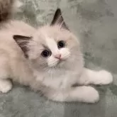 ラグドール【大分県・女の子・2024年12月19日・シールポイントバイカラー】の写真1