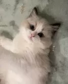 ラグドール【大分県・女の子・2024年12月19日・シールポイントバイカラー】の写真2