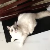 ラグドール【大分県・女の子・2025年7月10日・シールポイントバイカラー】の写真2