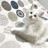 ラグドール【大分県・女の子・2025年7月1日・ブルーリンクスポイントバイカラー】の写真2