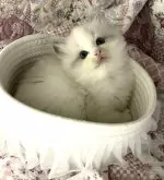 ラグドール【大分県・男の子・2024年11月20日・ブルーポイントバイカラー】の写真2