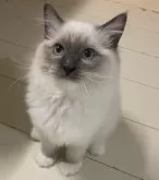 ラグドール【大分県・女の子・2024年9月9日・ブルーポイントミテッド】の写真3「綺麗なお顔立ちに成長中」