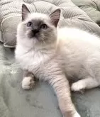 ラグドール【大分県・女の子・2024年9月9日・ブルーポイントミテッド】の写真4