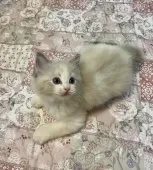 ラグドール【大分県・男の子・2024年12月19日・シールリンクスポイントバイカラー】の写真4