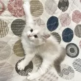 ラグドール【大分県・女の子・2025年7月1日・ブルーリンクスポイントバイカラー】の写真3