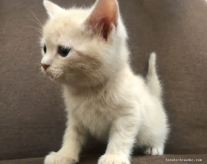 ID:1712-00823の子猫