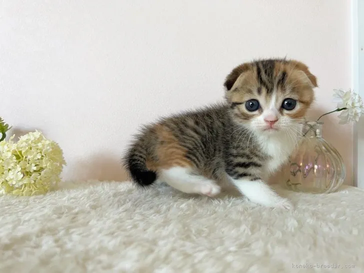 ID:2111-01023の子猫