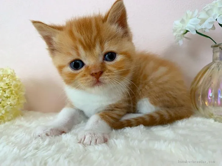 ID：2002-01177の子猫