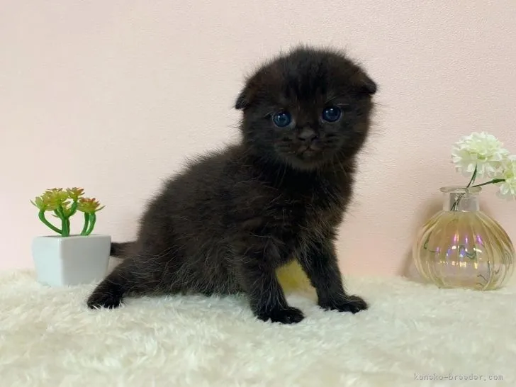 ID:2105-01506の子猫