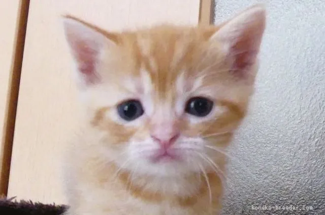 ID：1905-01632の子猫