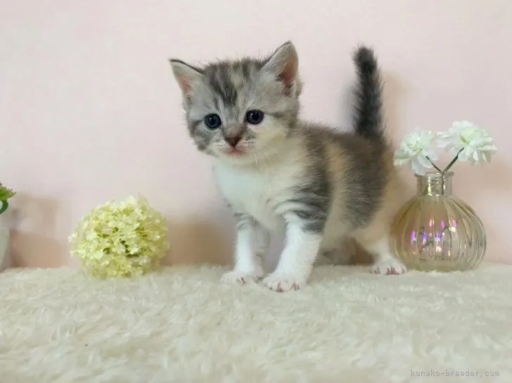 ID：2106-00647の子猫