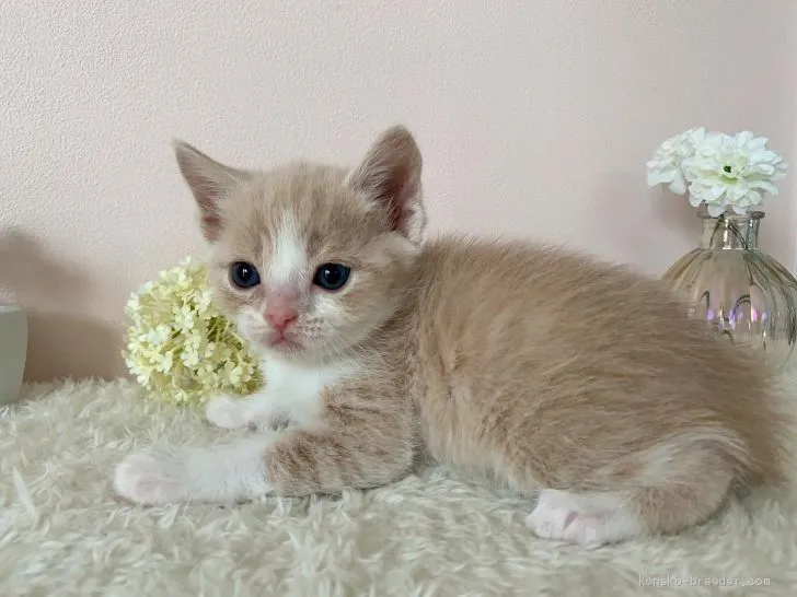 ID:2102-00663の子猫