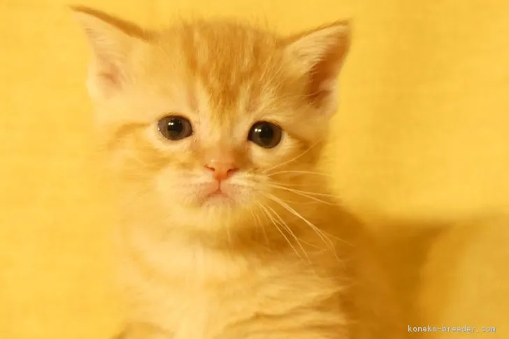 ID：1803-01238の子猫