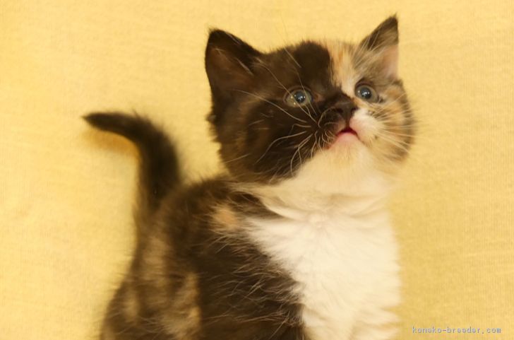 ID:1802-01072の子猫