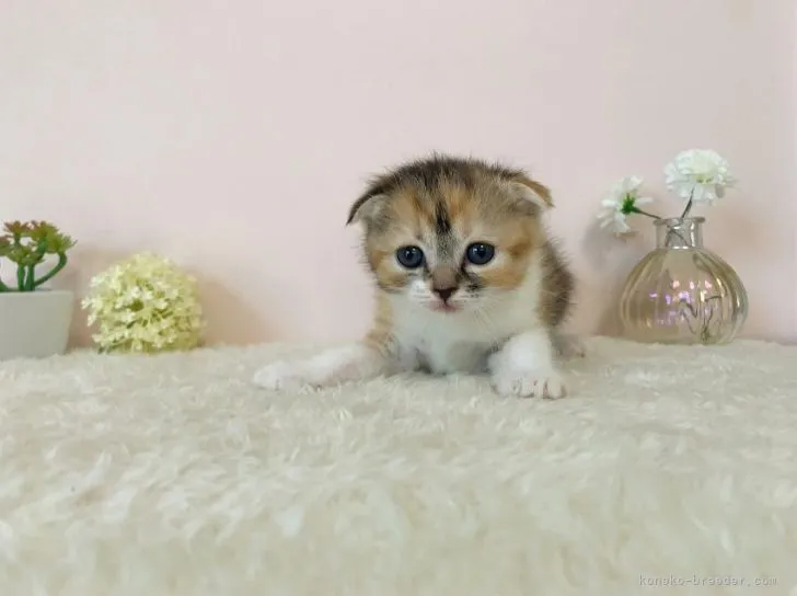 ID:2106-00644の子猫