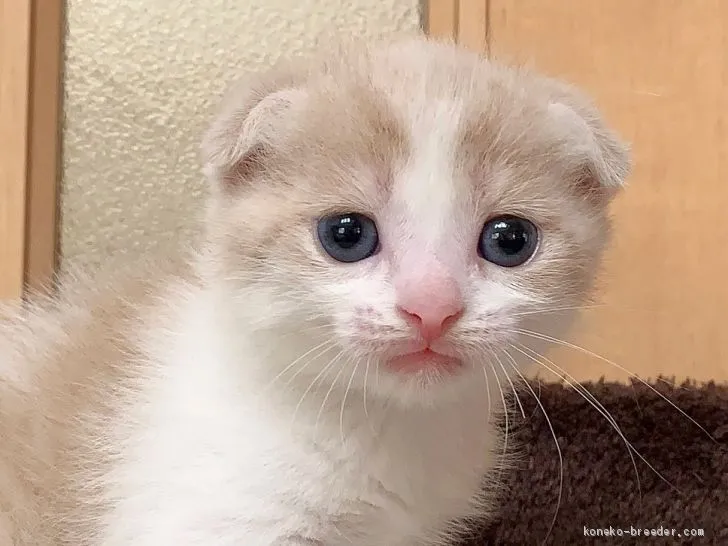 ID:1906-00428の子猫