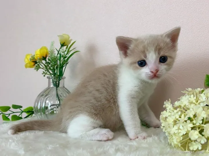 ID：2001-01298の子猫