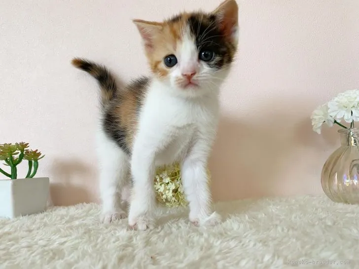 ID:2108-01325の子猫